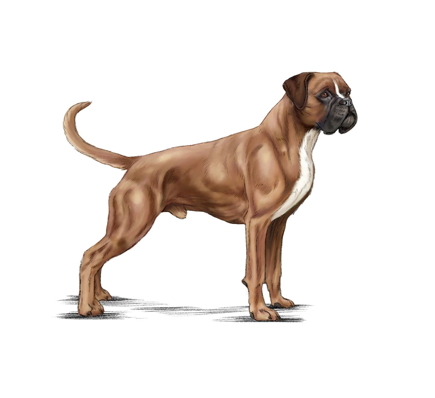 Illustration av en brun och vit boxer