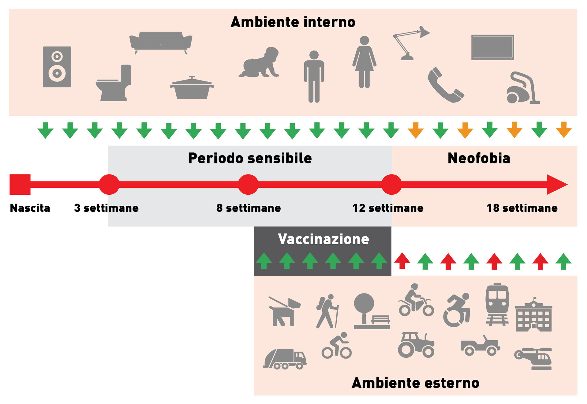 esposizione durante il periodo sensibile a stimoli ed eventi che si verificano al chiuso è fisiologico nell‘allevamento in casa