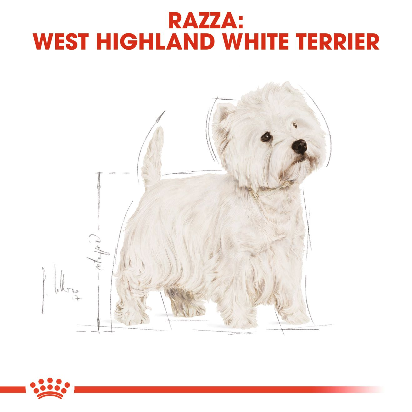 West Highland White Terrier Adult