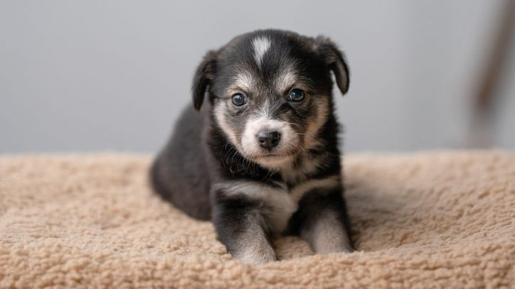 Puppy sits on brown blanket at home