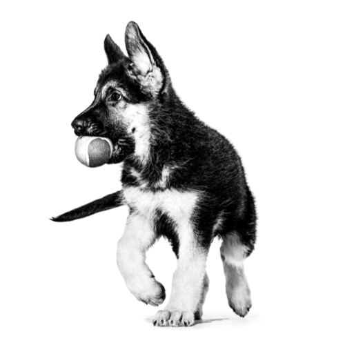 german-shepherd-puppy-sol-top-hero