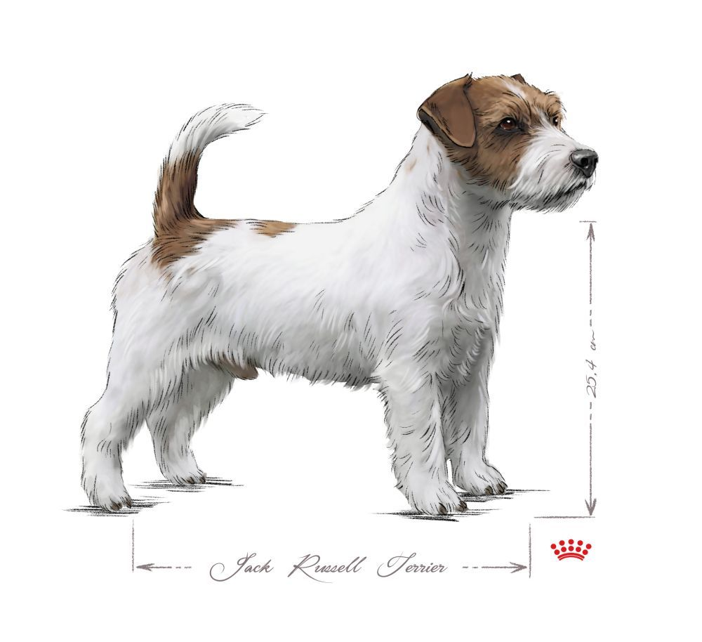 Jack Russell Terrier adult, cu alb și negru