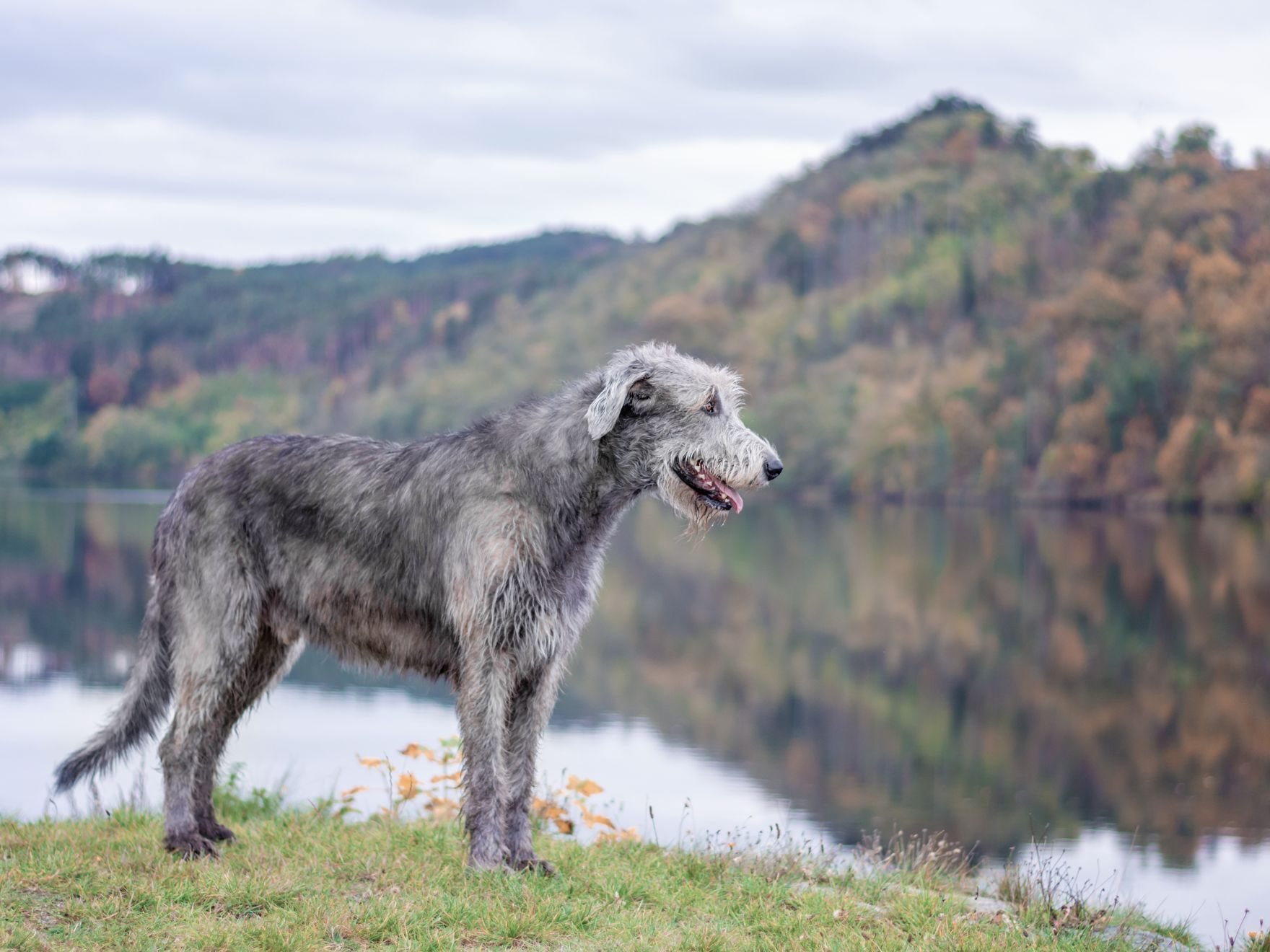 Lévrier irlandais au bord d'une rivière