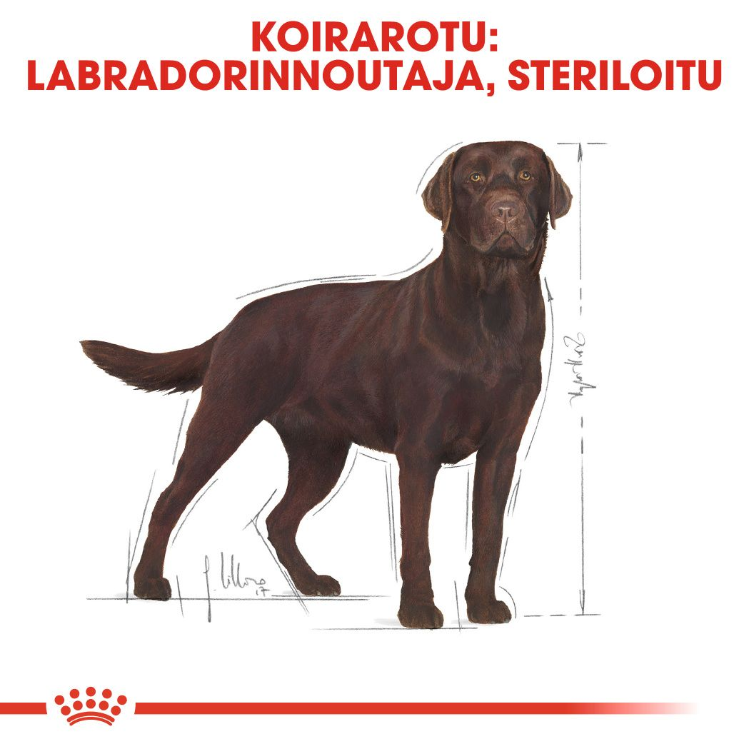 Labrador Retriever Sterilised Adult
