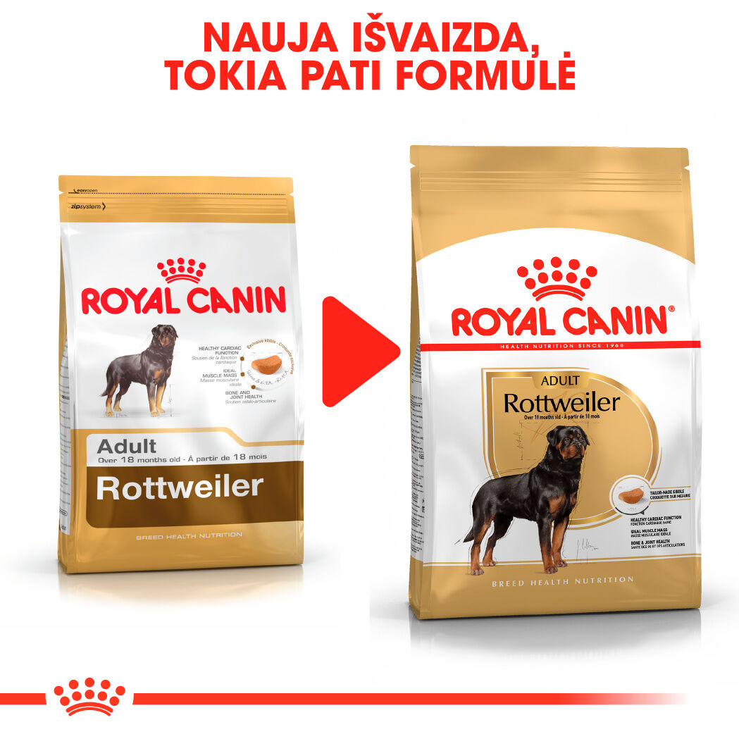 Rottweiler Adult