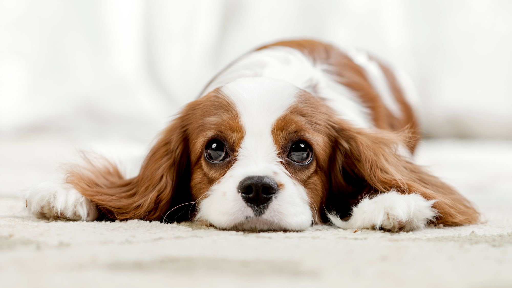 King Charles Cocker Spaniel puppy