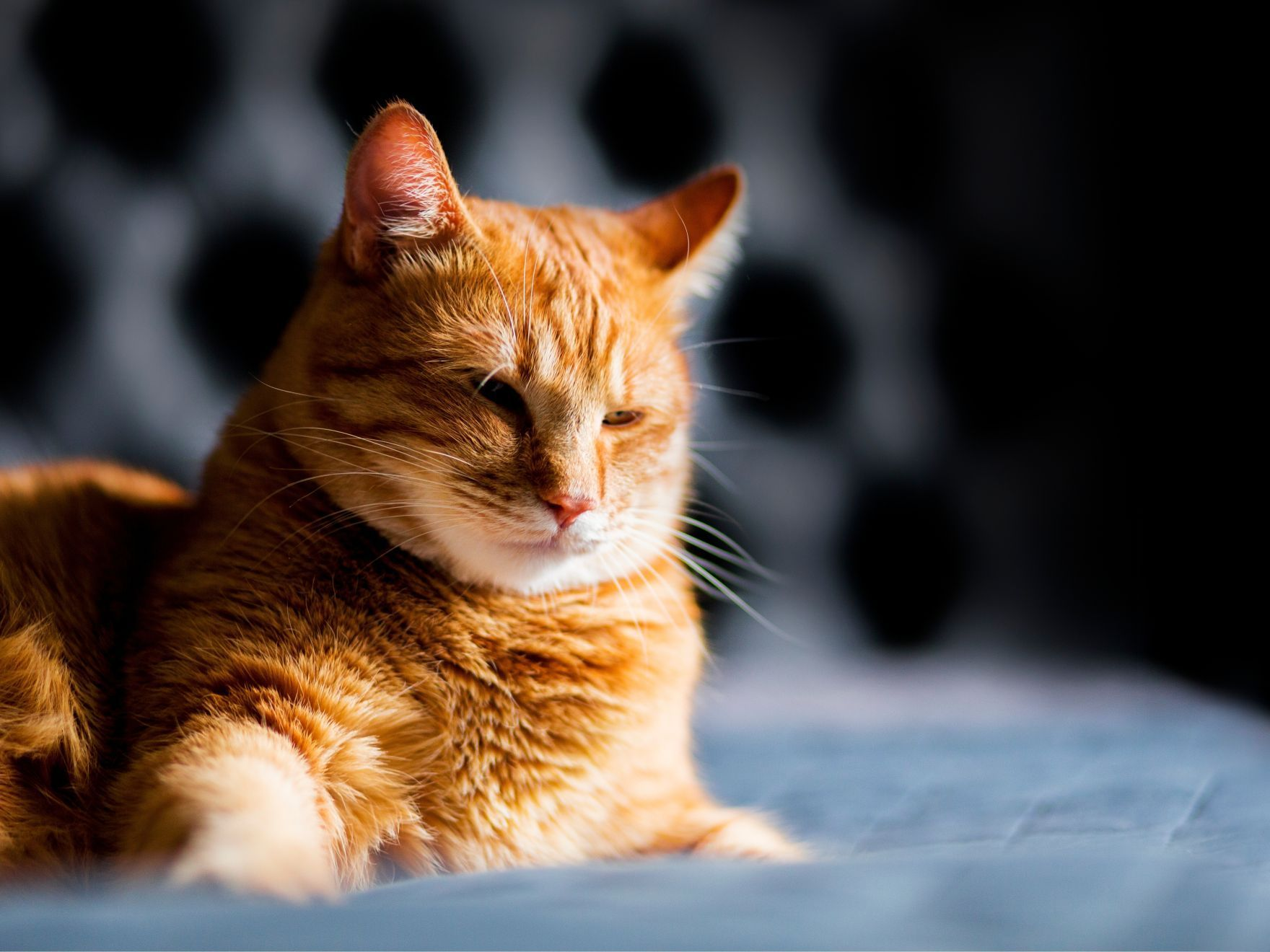 Chat roux allongé sur un lit dormant les yeux fermés avec les pattes avant qui dépassent.