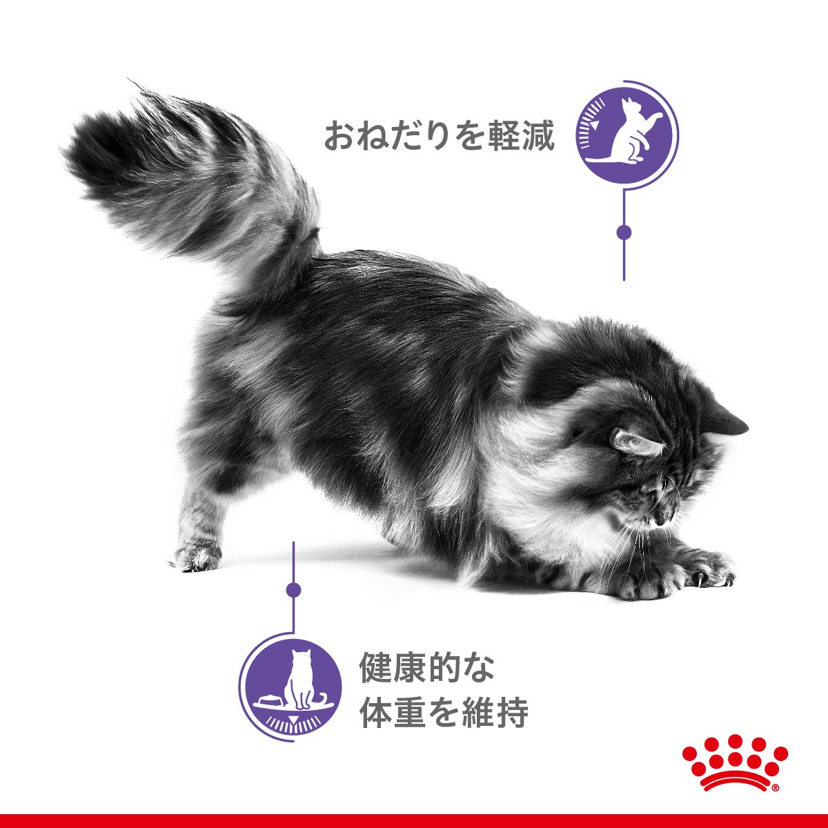 アペタイトコントロール（成猫用 ドライ） | Royal Canin JP