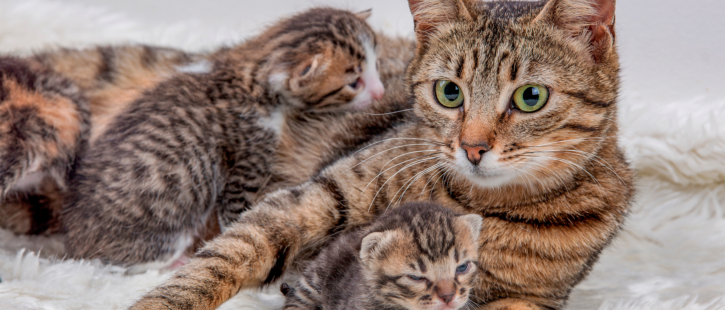 Voksen katt som ligger på et hvitt teppe med nyfødt kattunger.