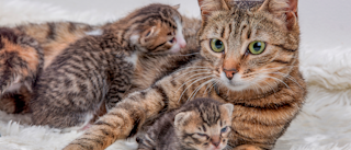Взрослая кошка лежит с новорожденными котятами на белом ковре.