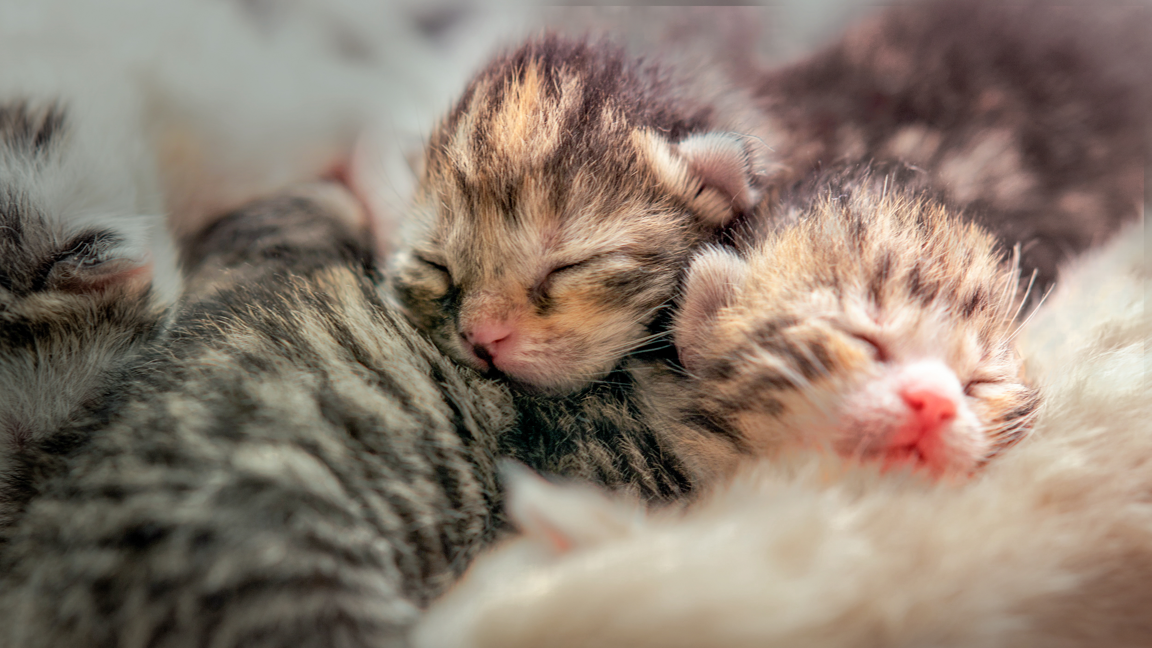 newborn kittens