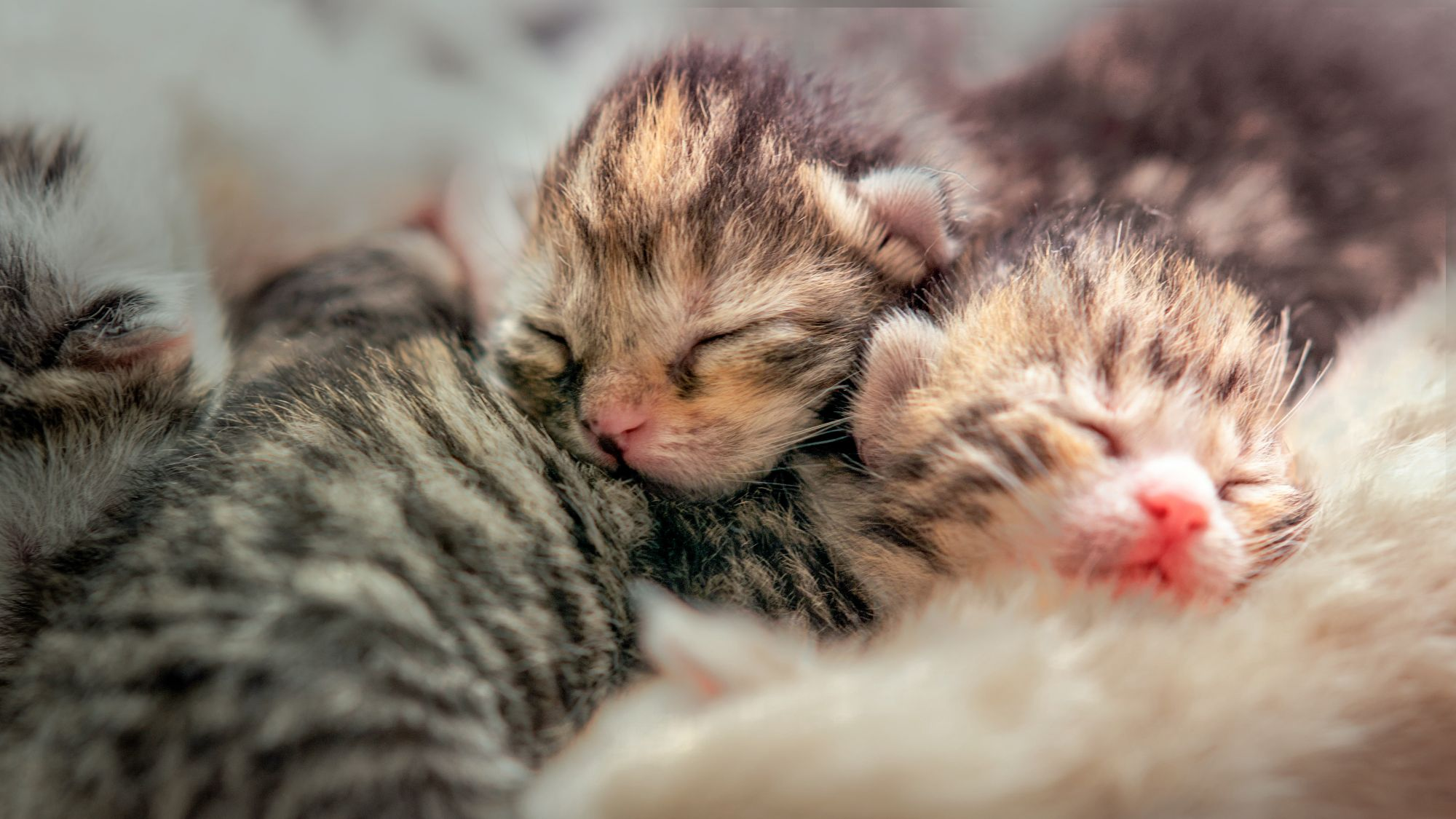 Newborn kittens lying down together