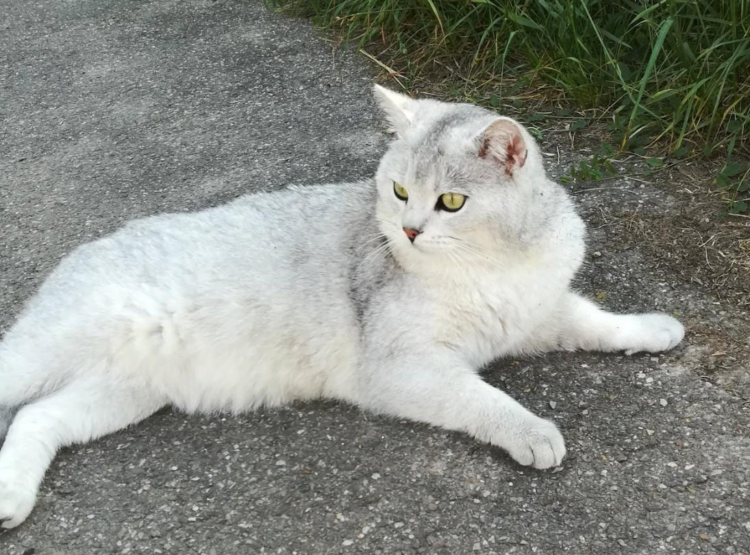 Britisch Kurzhaar Kater Karli: So veränderte ihn das richtige