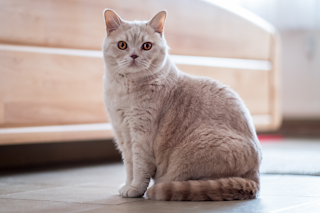 КОШАЧЬЯ ТРЕВОГА И КОШАЧИЙ СТРЕСС КАК ПОМОЧЬ