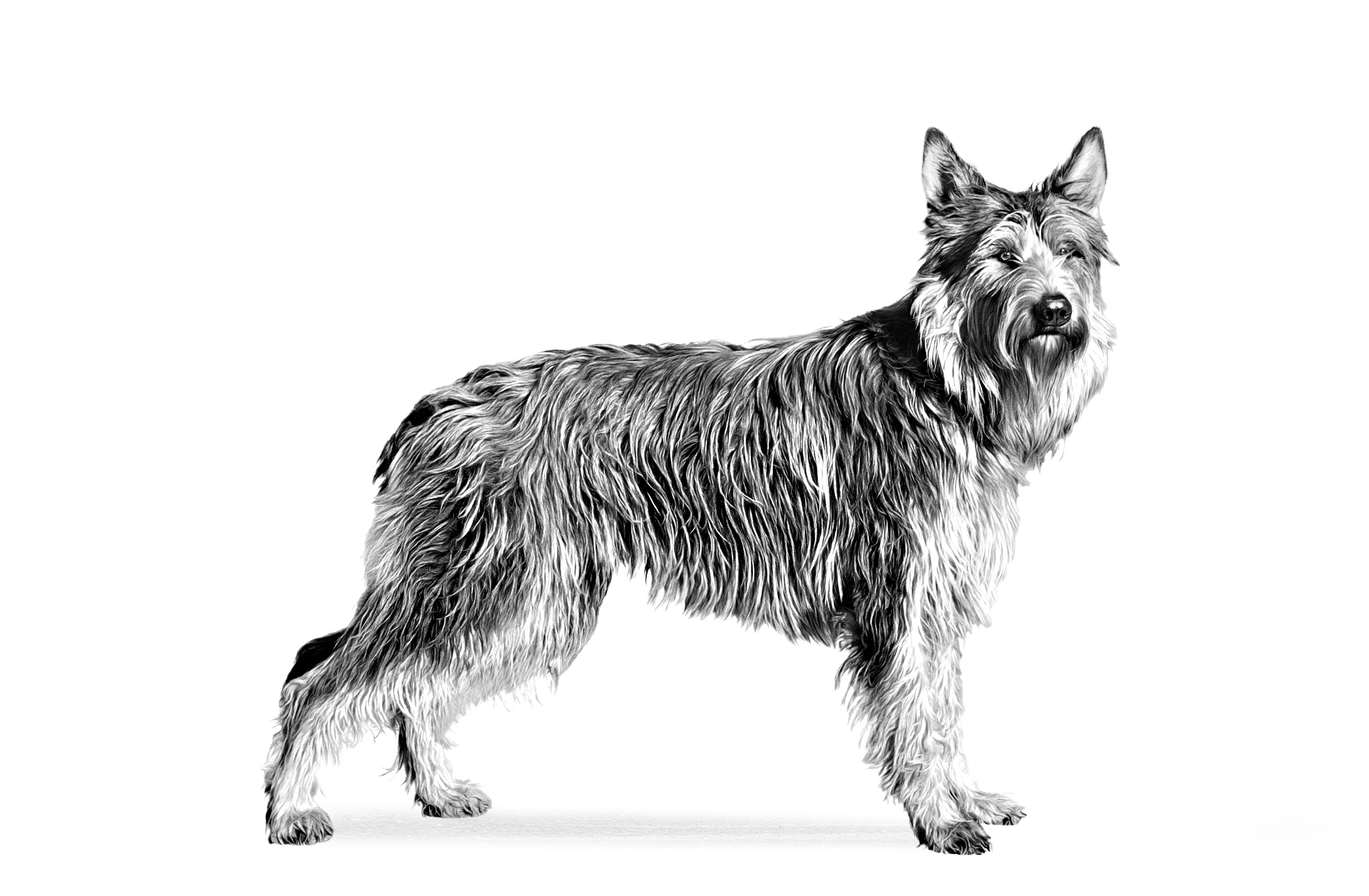 Picardy Shepherd adult black and white