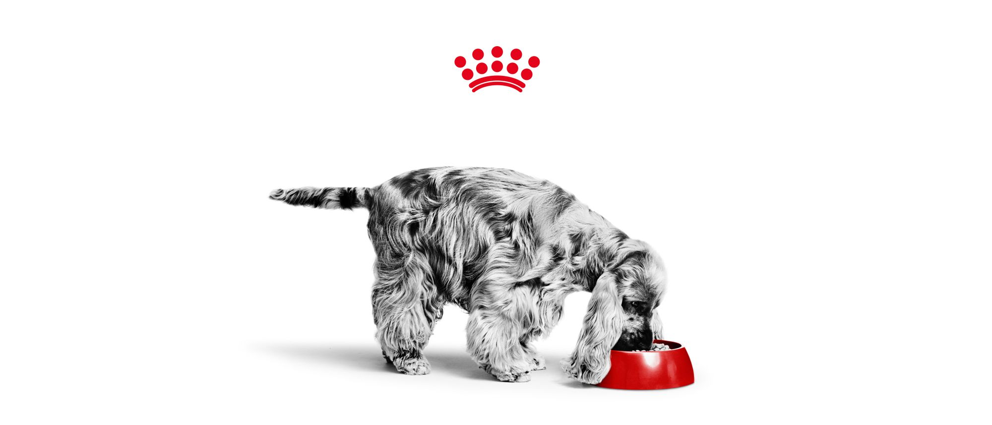ROYAL CANIN ® launch PROactive at the 4th International Dog Health Workshop