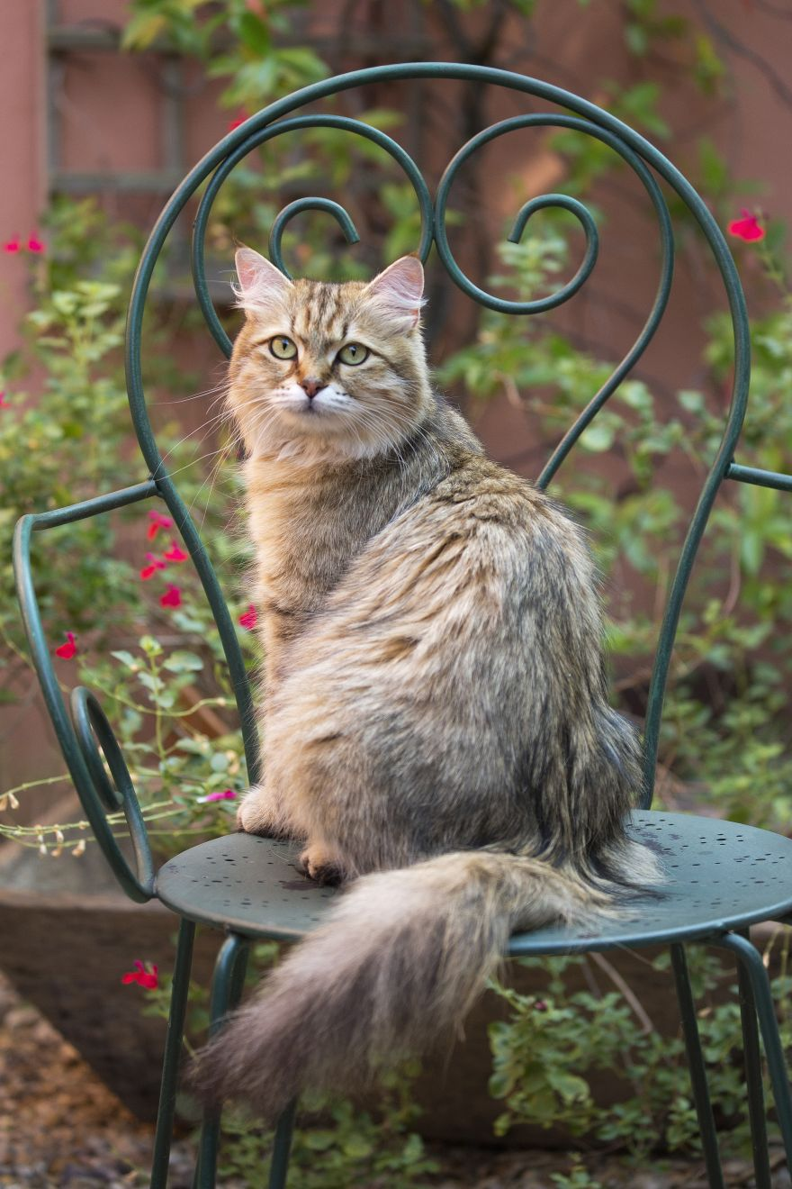 Kucing Siberia duduk di kursi taman besi