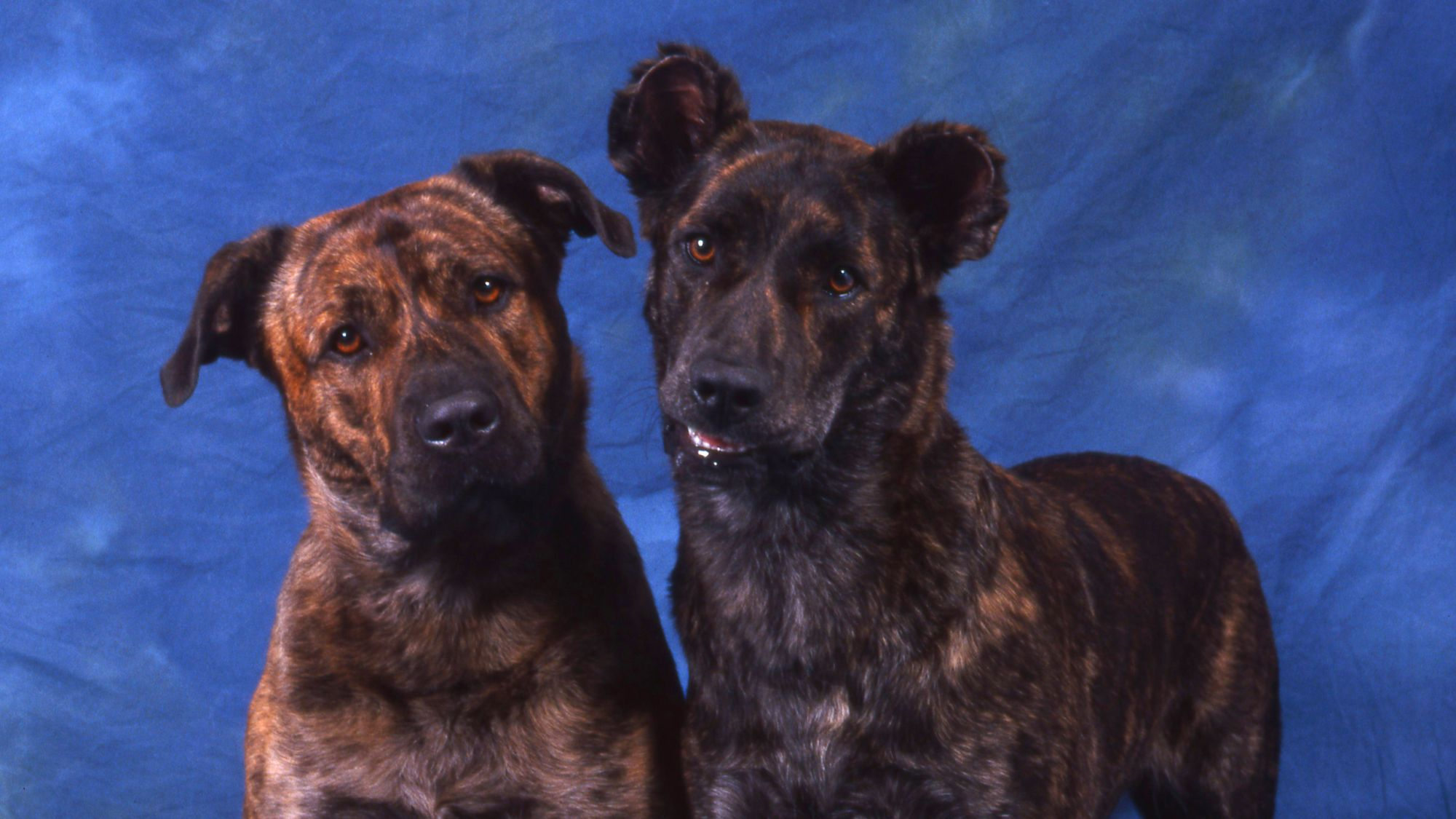Two Cao Fila de Sao Miguel dogs looking at camera in front of blue screen