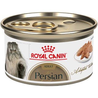 Persian Adult lata