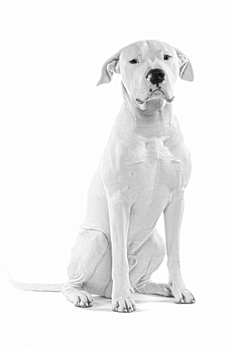 Zwart-wit portret van een zittende dogo argentino