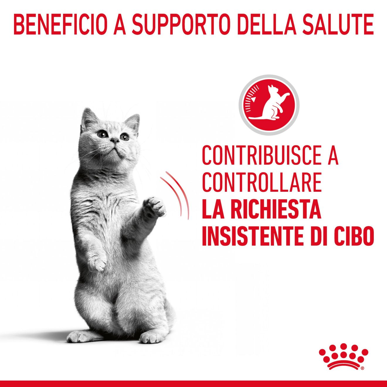 Appetite Control Care in salsa