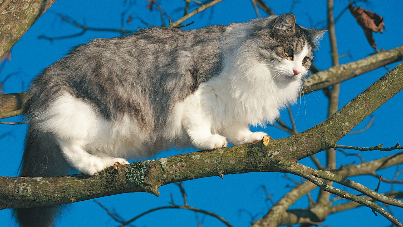 Norwegian Forest Cat, high in a tree, walking along a branch
