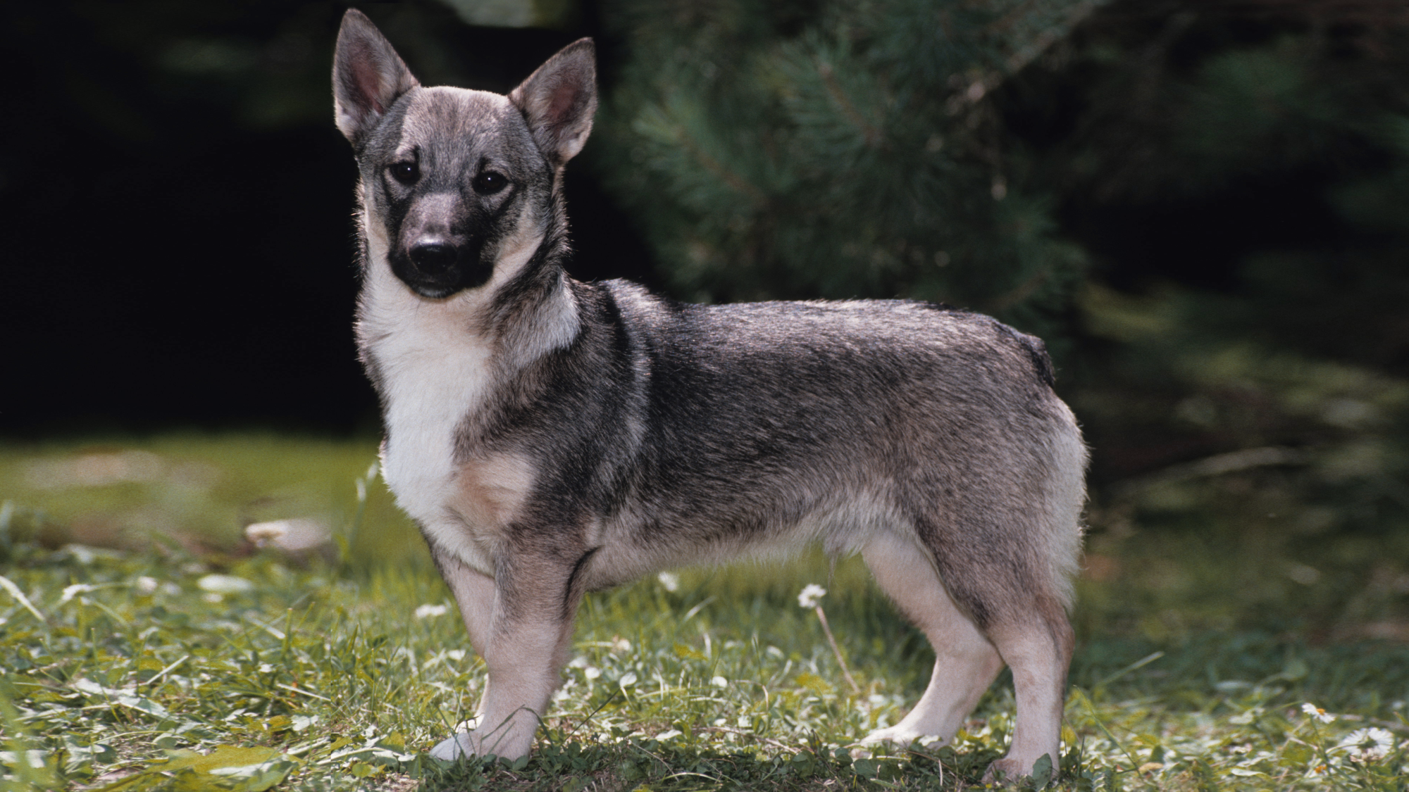 Västgötaspets: karaktär, hälsa, foder | Royal Canin SE