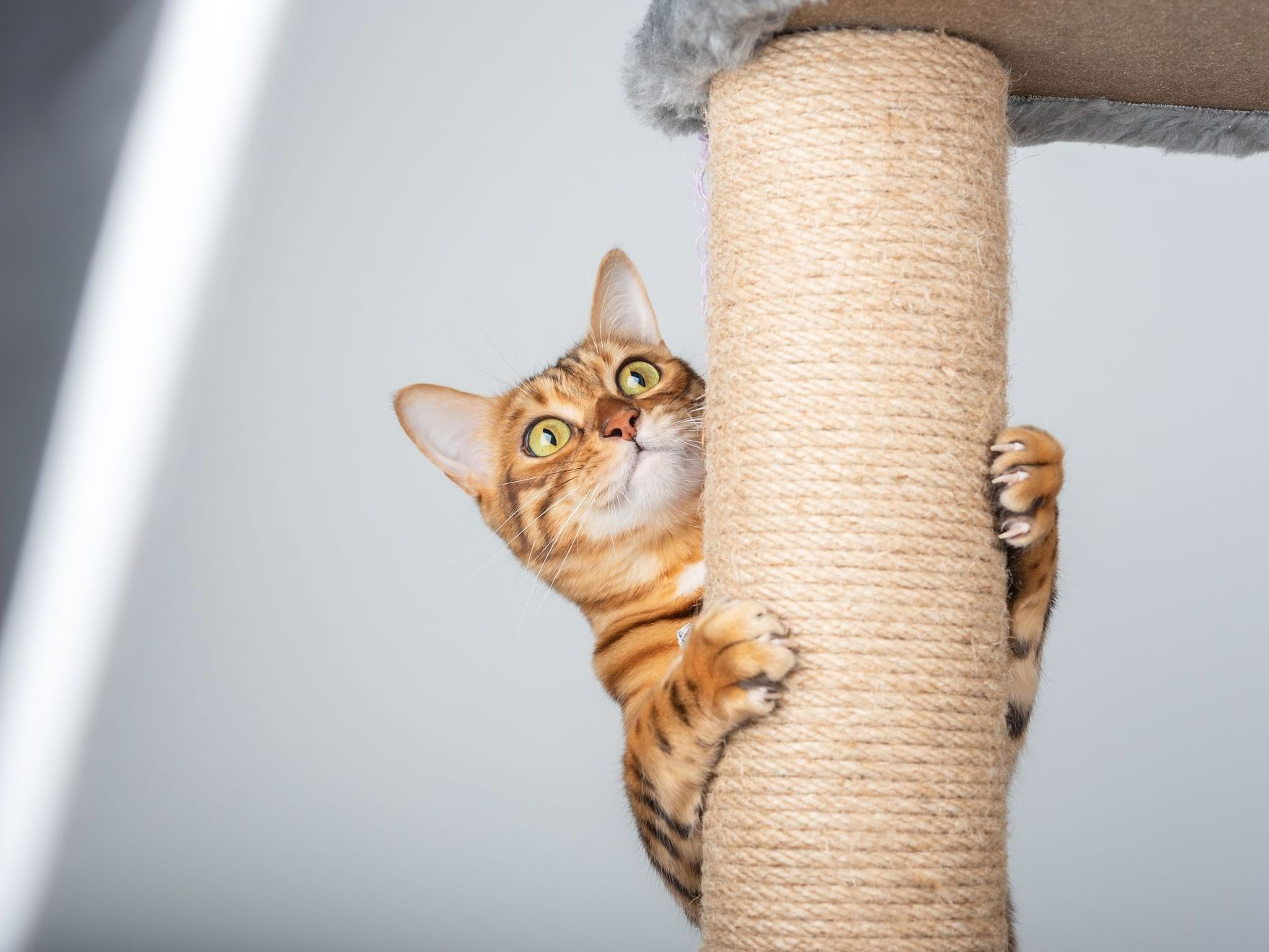 chat domestique grimpant sur un arbre à chat.