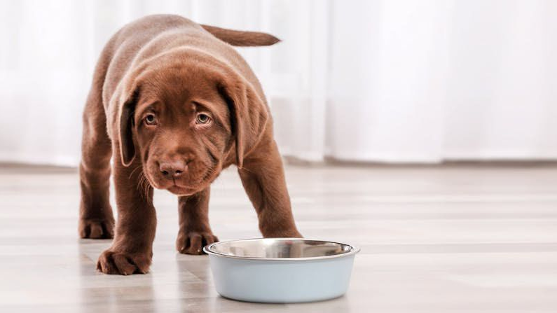 brown labrador retriever puppy standing indoors next to a stainless steel feeding bowl