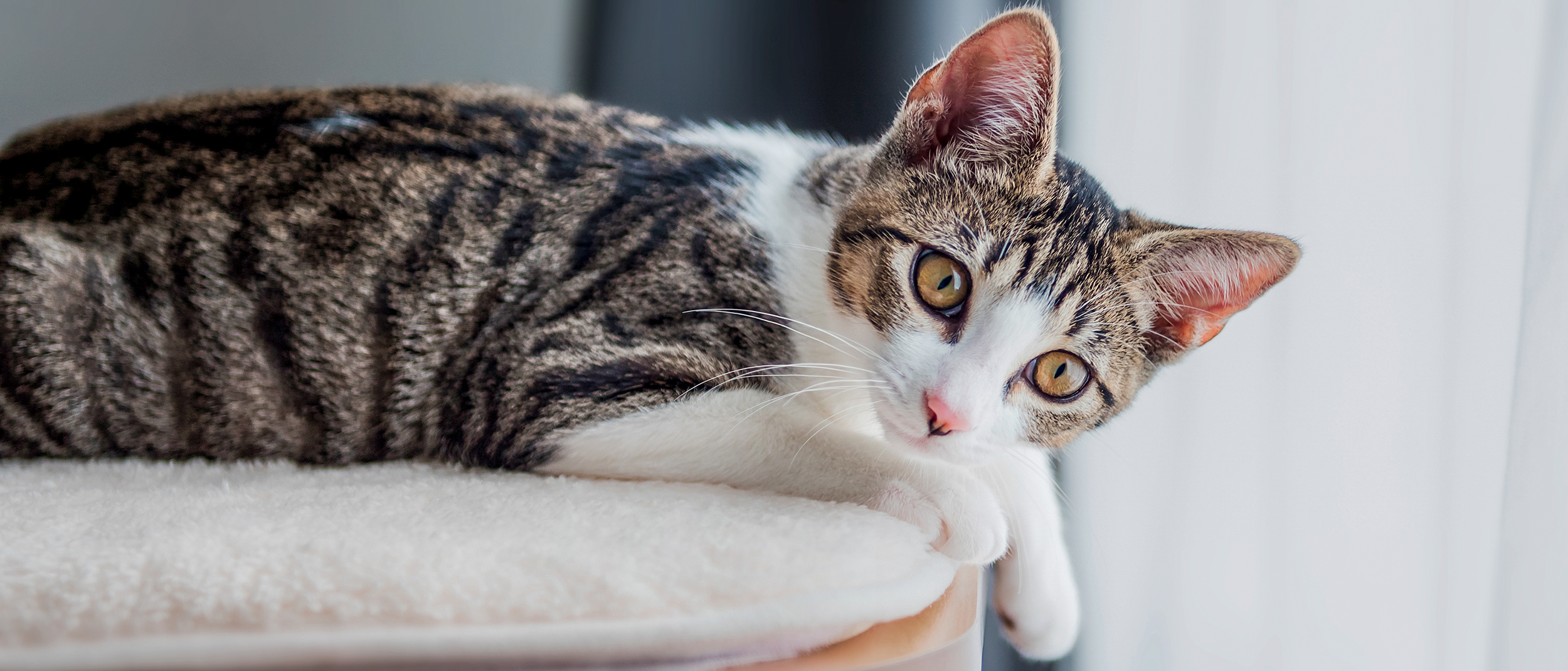 Kitten cat lying down indoors on top of a cat tree.