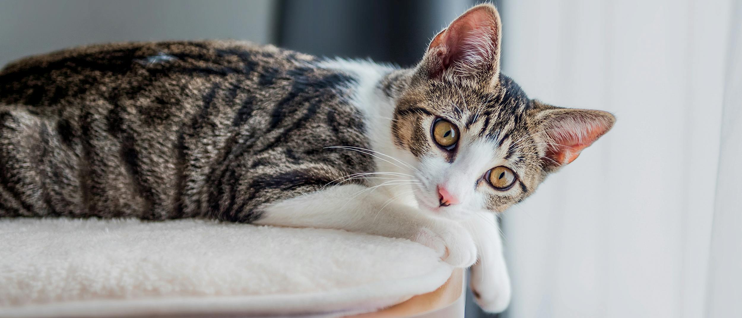 Kedi Sahiplenmenin Maliyeti Royal Canin