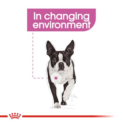 Royal canin boston terrier hot sale food