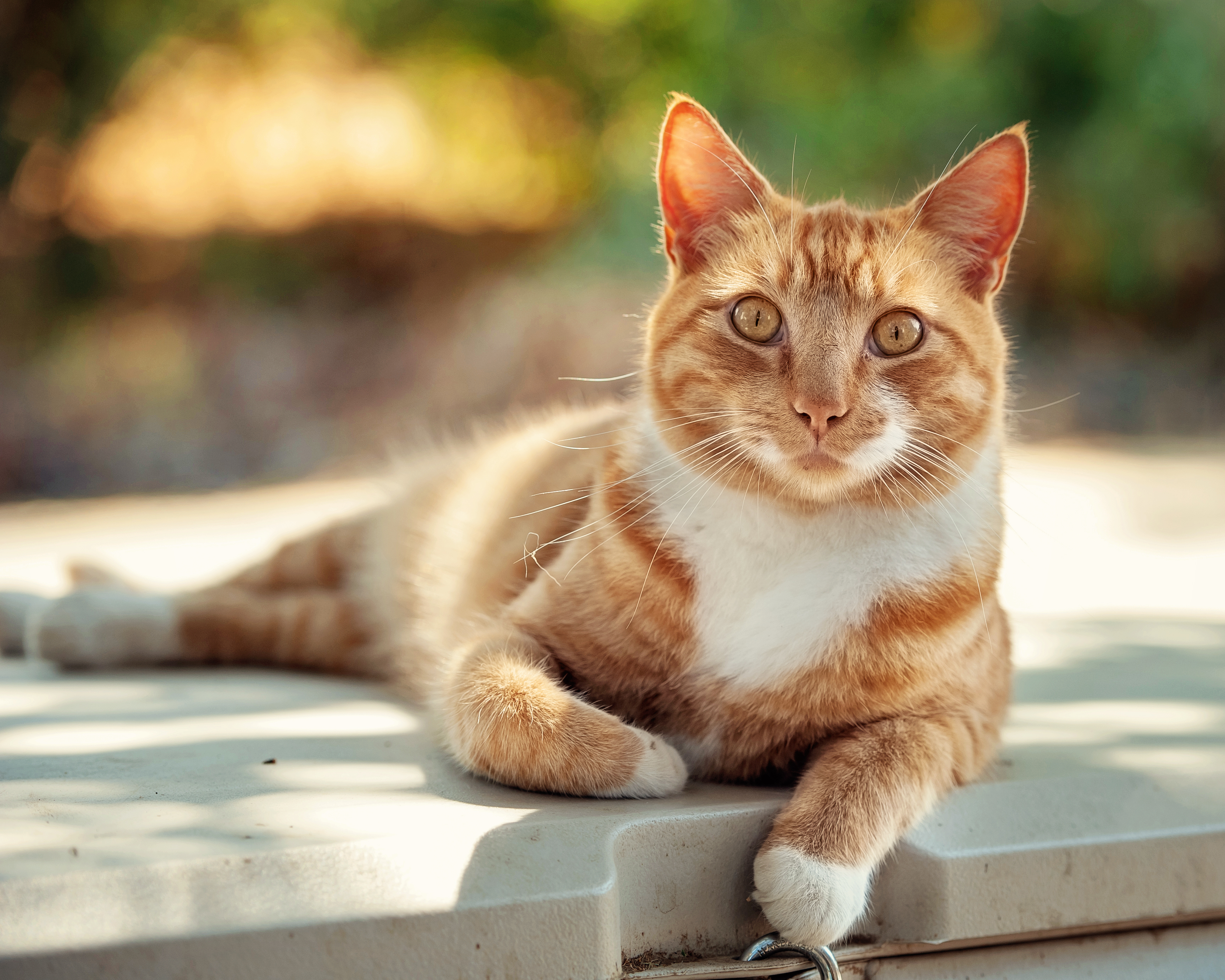 Нужно ли выгуливать кошку на улице - можно ли выгуливать кота на улице |  Royal Canin