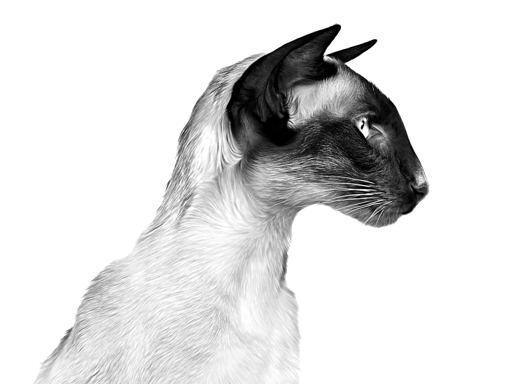 Black and white portrait of a Siamese cat taken from the side