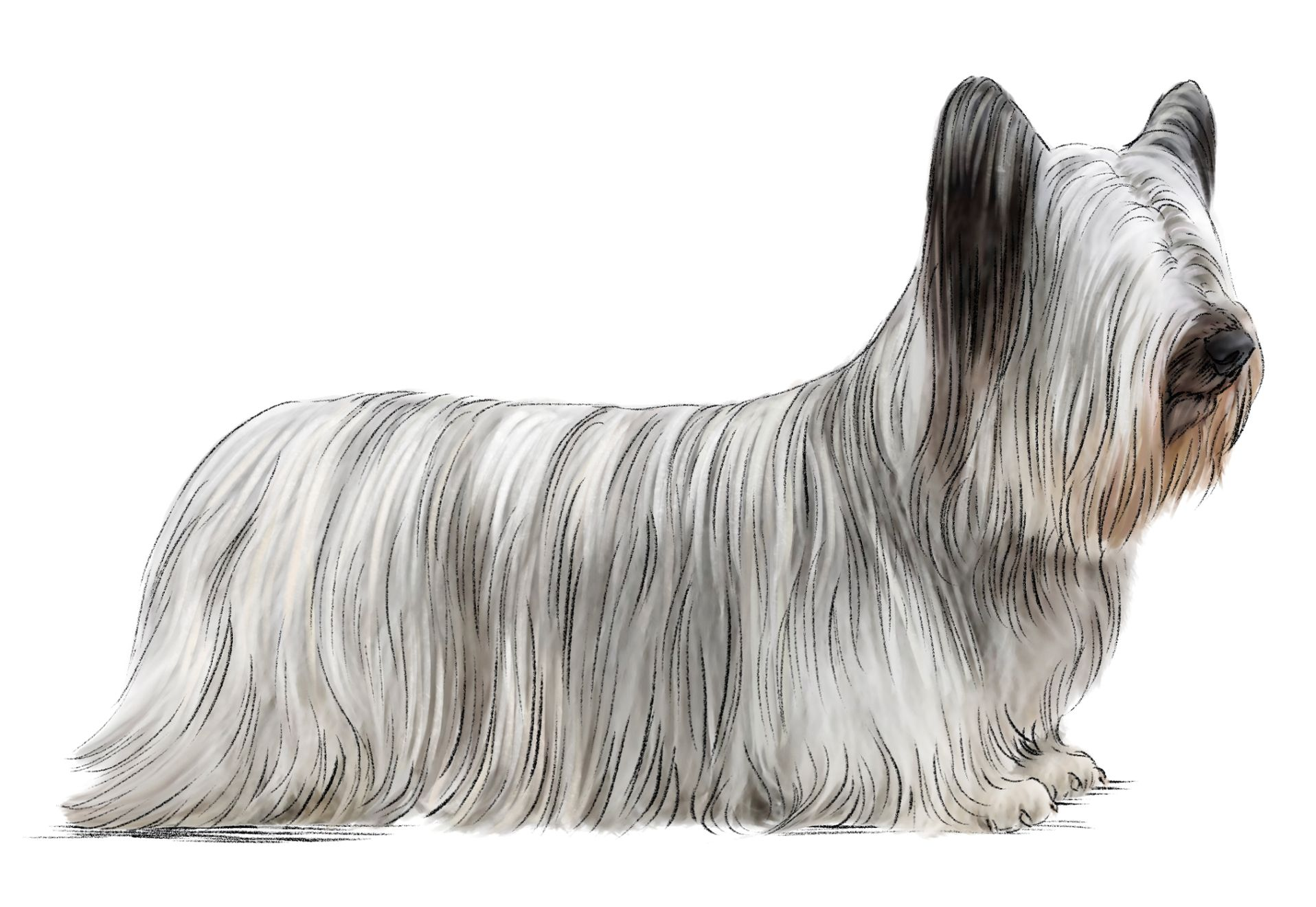 black and white Skye Terrier adult