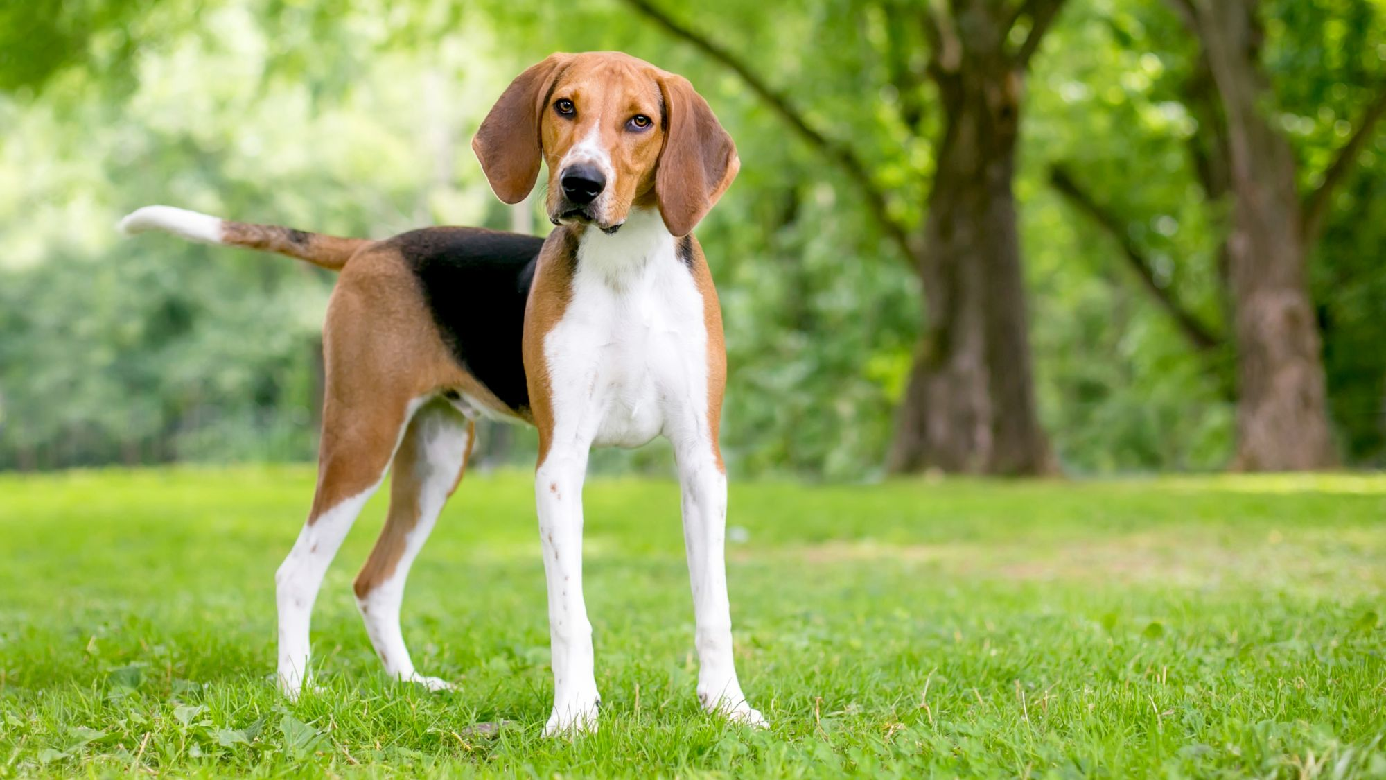 American Foxhound standing on grass