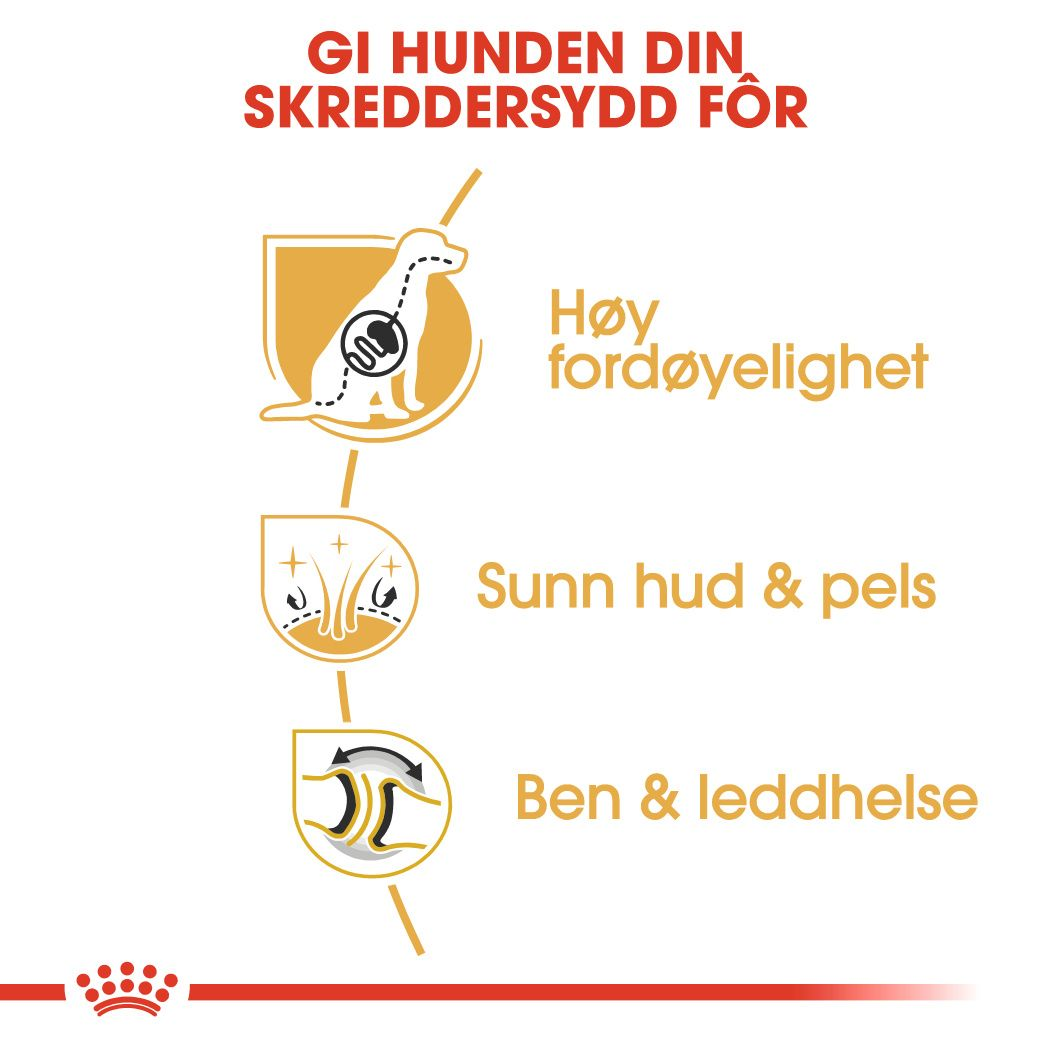 German Shepherd Adult