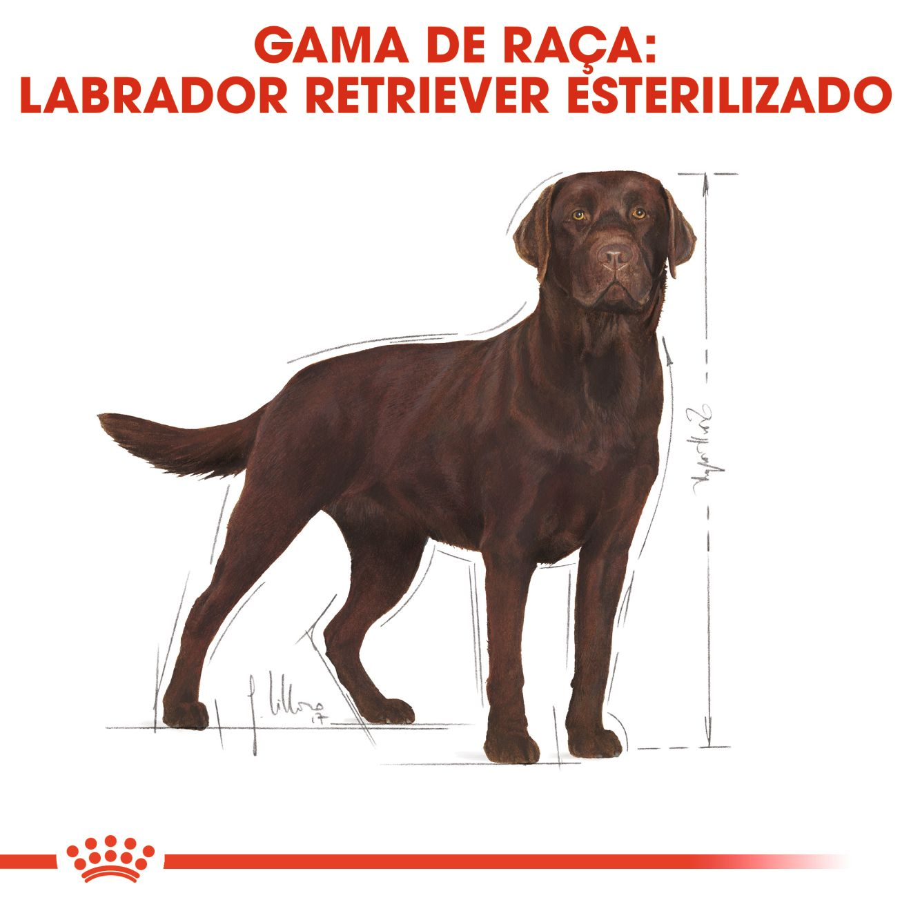 Labrador Retriever Sterilised