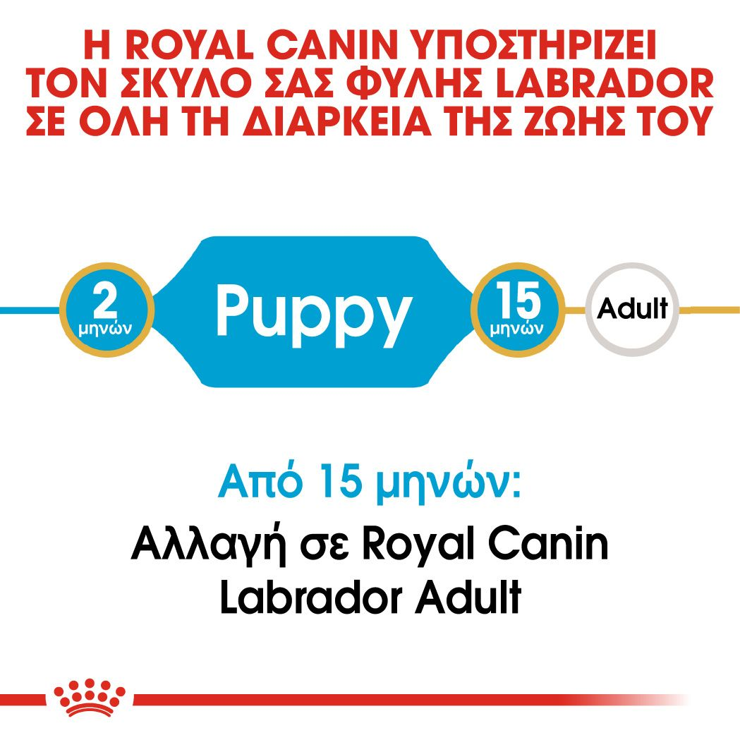 Labrador Retriever Puppy