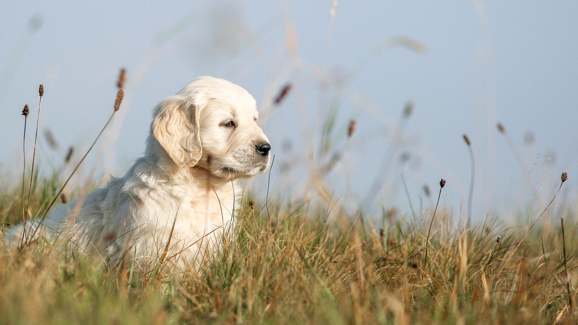 Anak anjing Golden Retriever duduk di luar ruangan