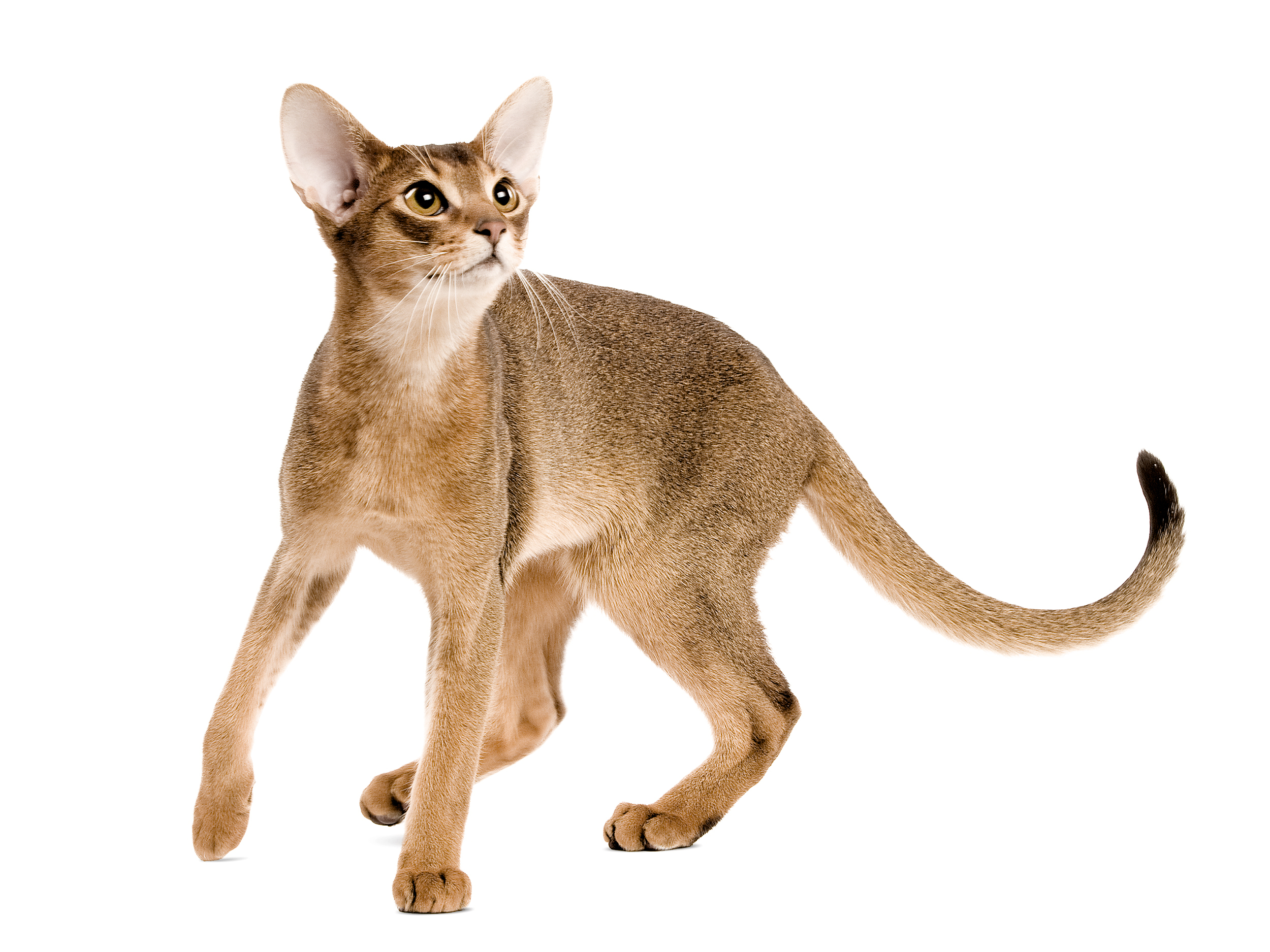 Abyssinian adult black and white