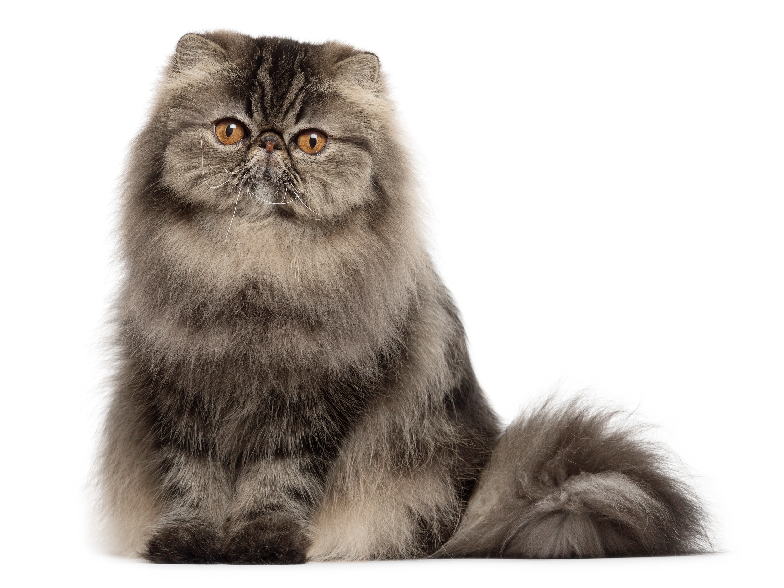 Дорослий кіт персидської породи у відтінках сірого