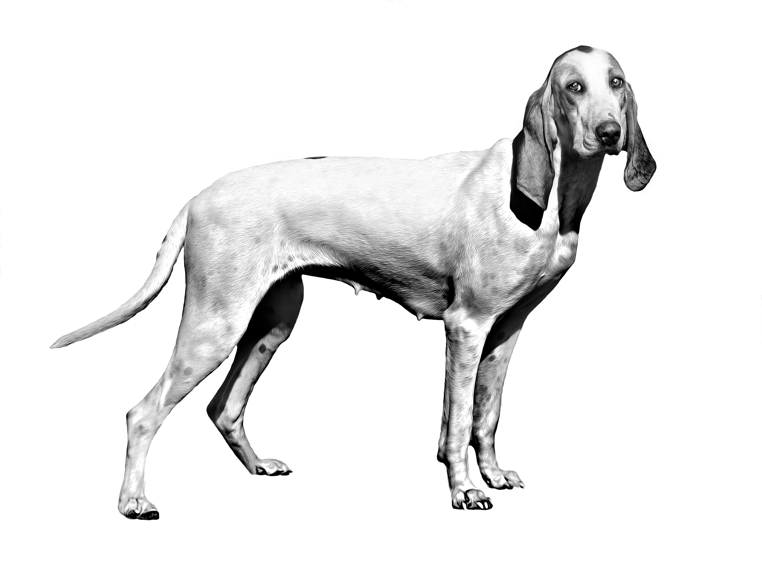 Royal shop canin bloodhound