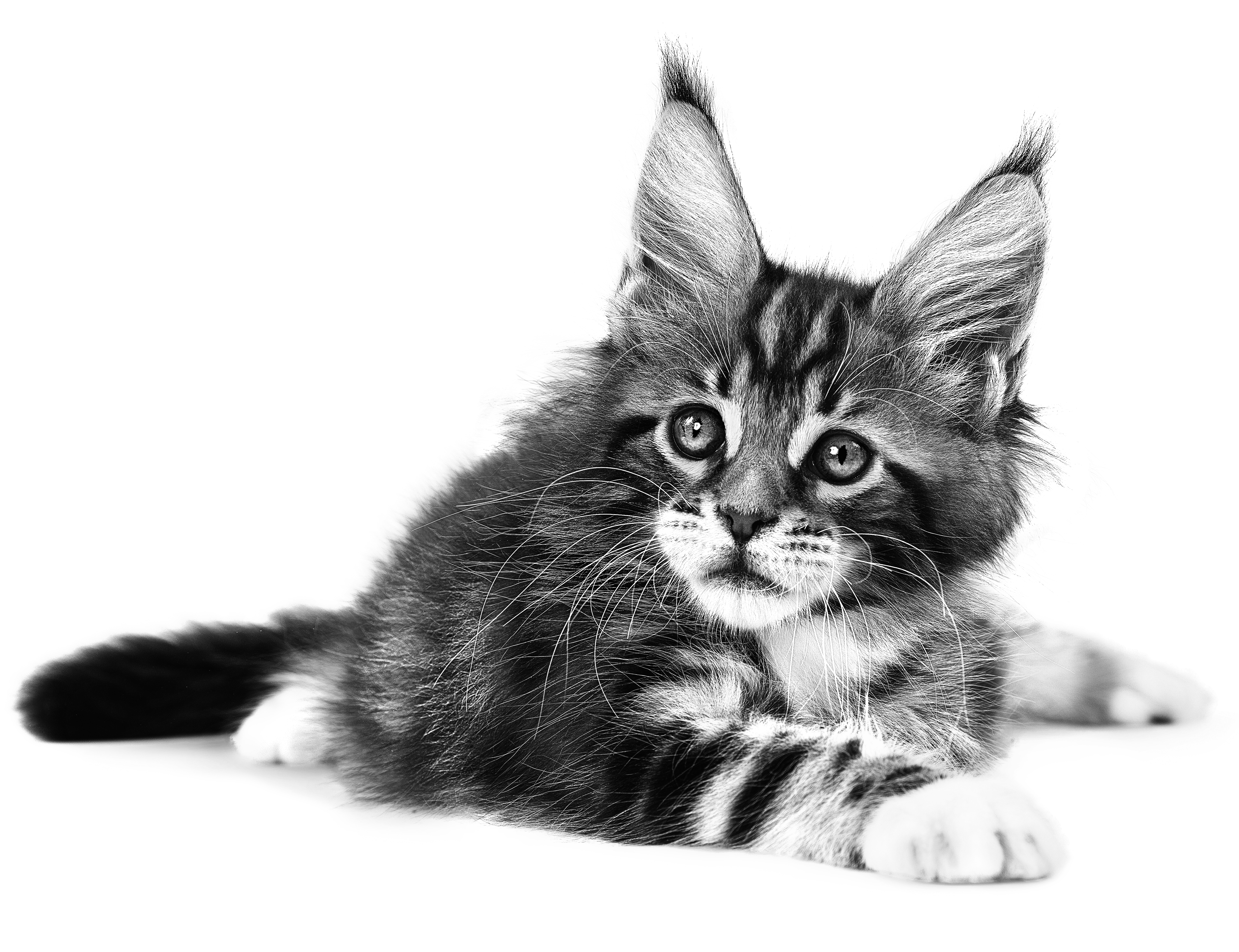 Maine-Coon-Kätzchen liegt in Schwarzweiß vor weißem Hintergrund