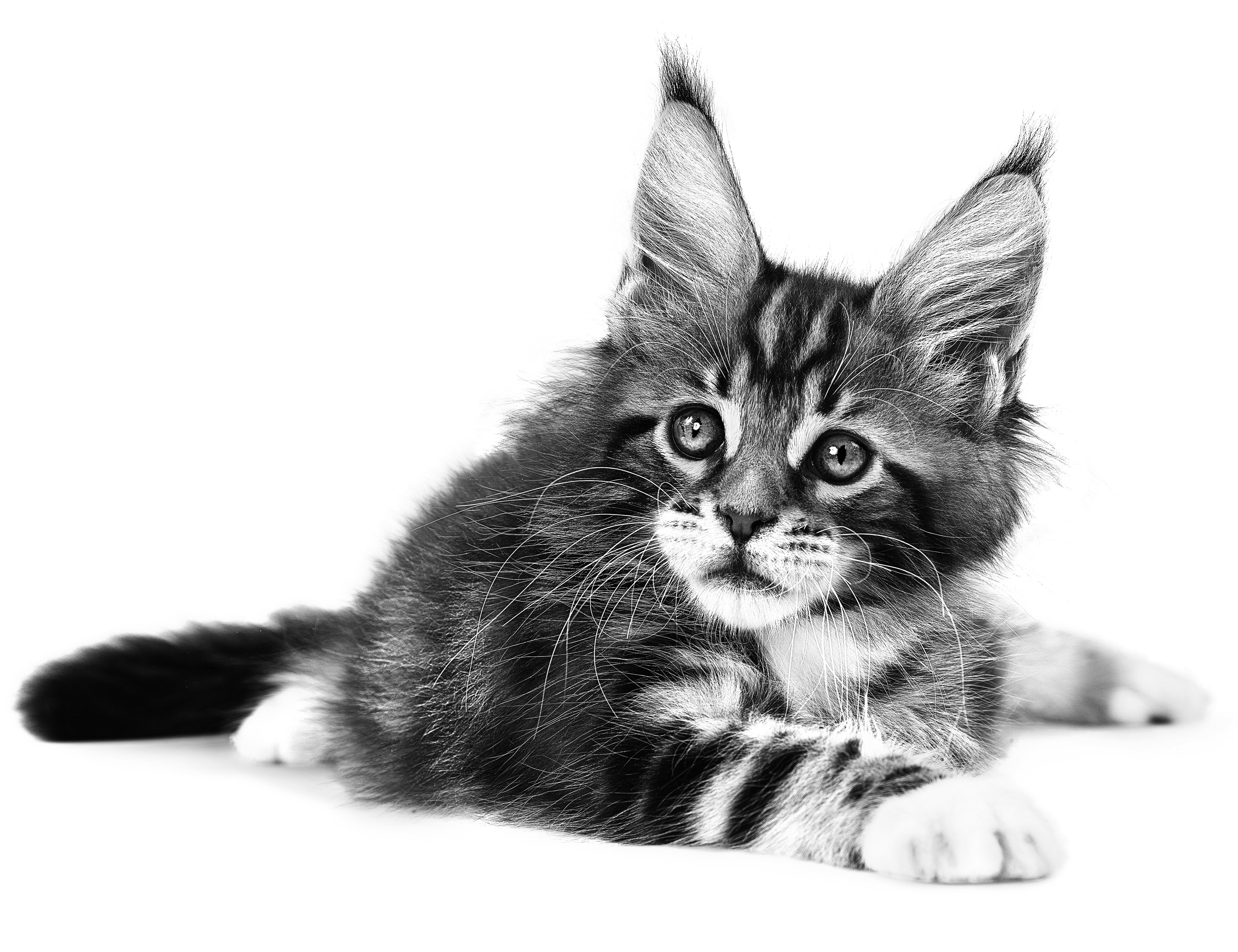 Gatito Maine Coon acostado en blanco y negro sobre un fondo blanco