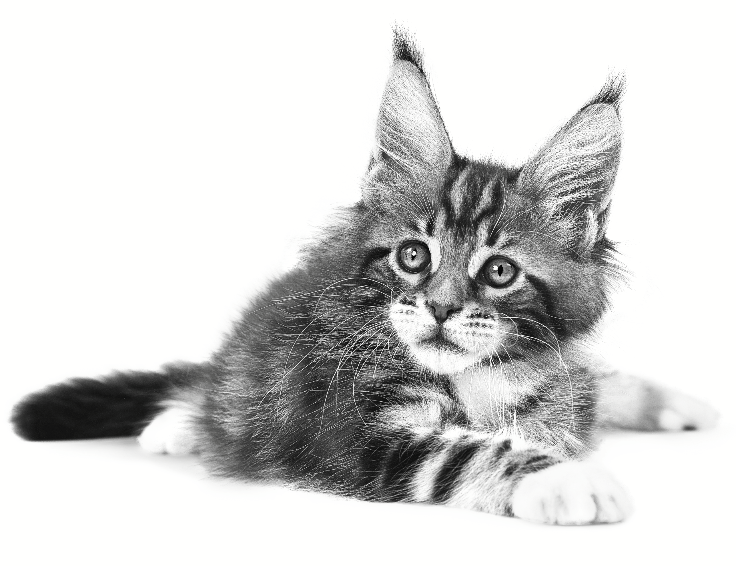 Liggende Maine Coon kitten in zwart-wit op een witte achtergrond