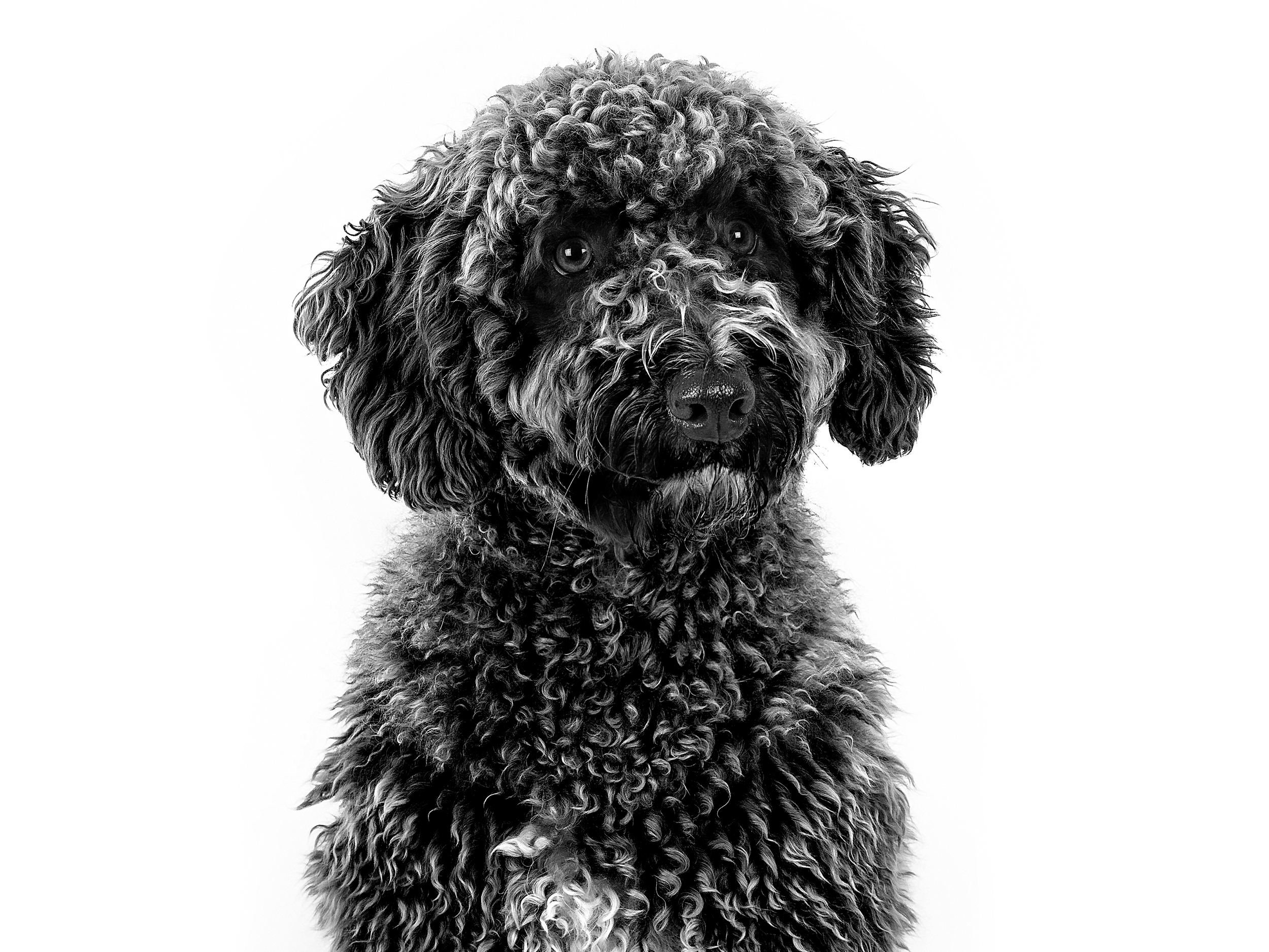 Spanish Water Dog adult in black and white