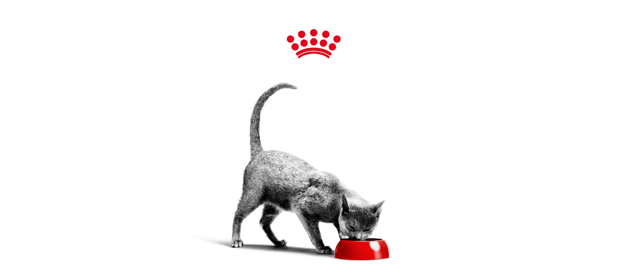 the cat eats from a red bowl