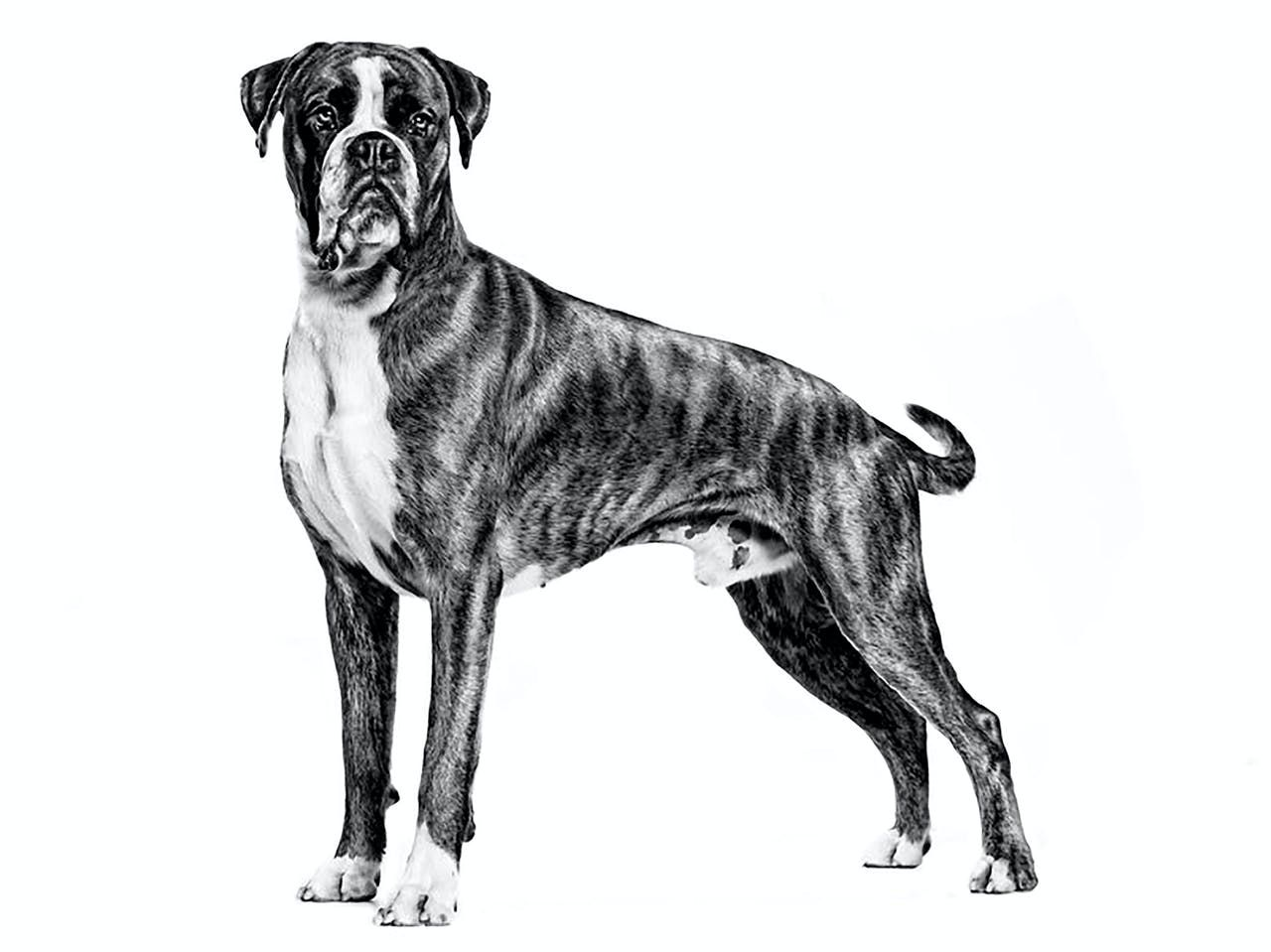 Tampak samping anjing Boxer dalam warna hitam putih