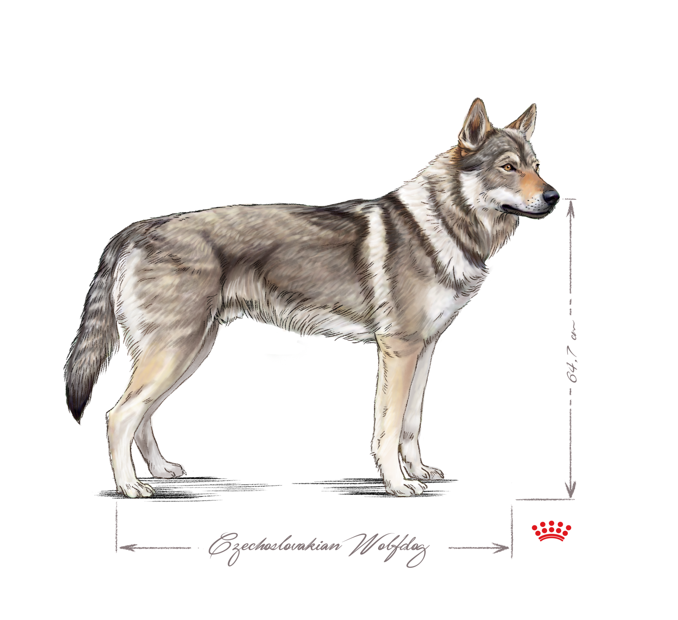 Czechoslovakian wolfdog adult lying black and white